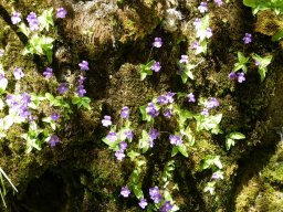 violette des bois-a - 2/06/2019 - Montagne de Belle-Motte (Drôme)